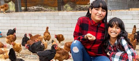 donate a chicken|give a chicken for christmas.